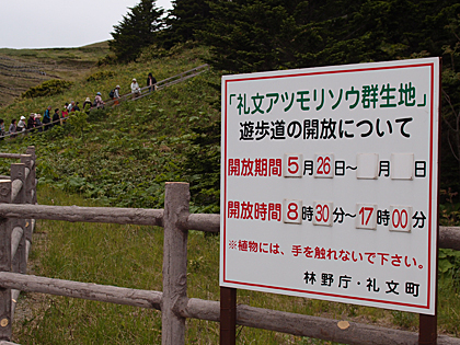 レブンアツモリソウ群生地