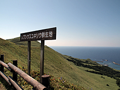 レブンウスユキソウ群生地の看板